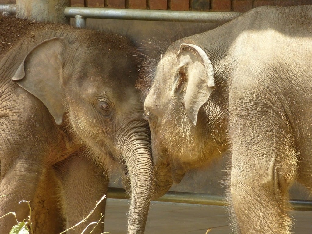 baby-elephant-animals-sri-lanka-a51d16-1024